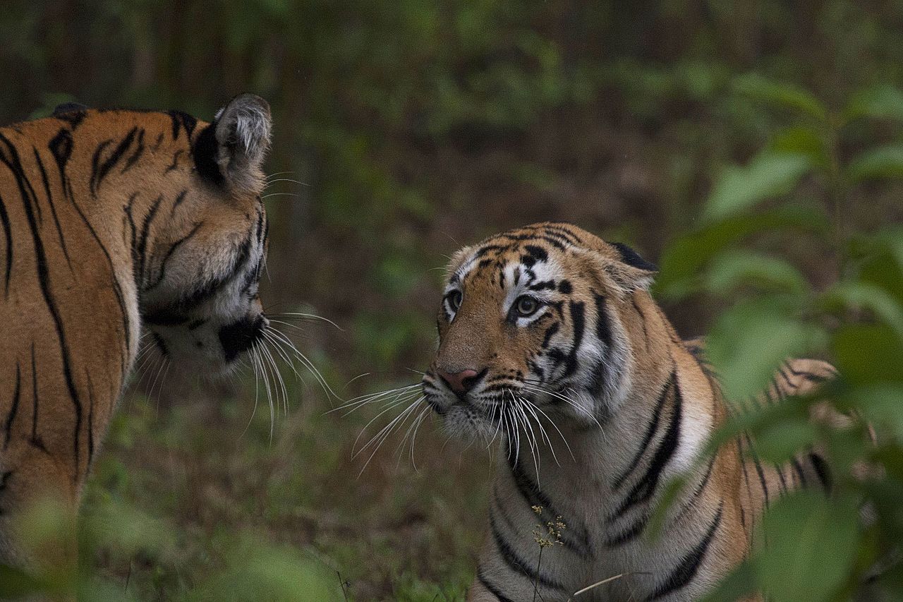 Tiger reserves in India