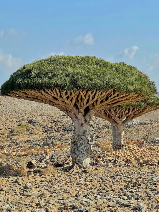 socotra-island